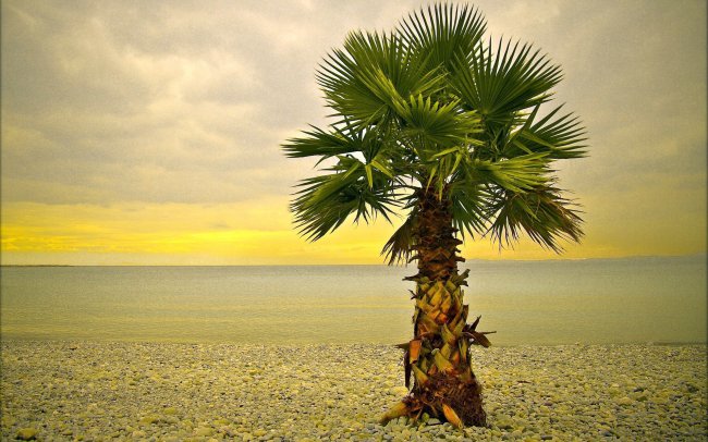 Сколько лет живет пальма – продолжительность жизни - «История обо всем на свете»