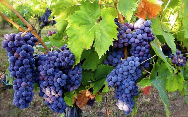 Сколько лет живет виноград – продолжительность жизни - «История обо всем на свете»