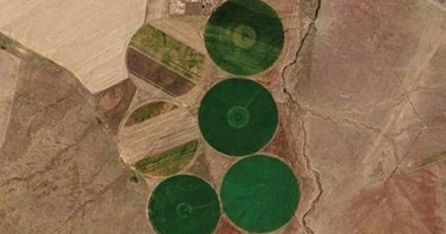 На полях Казахстана замечены гигантские круги зеленого цвета - «Загадочные Сооружения»
