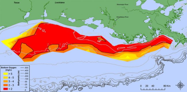 У берегов США обнаружили гигантскую «мертвую зону» (2 фото) - «Гиблые зоны»