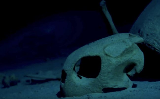 Загадка таинственного кладбища морских черепах у берегов Малайзии (3 фото + видео) - «Гиблые зоны»
