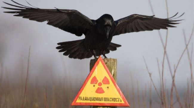 9 самых радиоактивных мест в России (10 фото) - «Гиблые зоны»