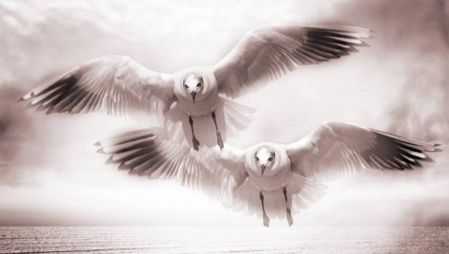 Вестники смерти: Животные и птицы (3 фото) - «Жизнь после смерти»
