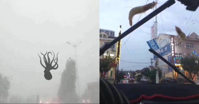 На китайский город обрушился дождь из осьминогов и креветок (5 фото) - «Катаклизмы»