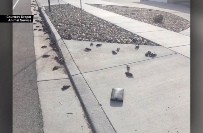 В штате Юта сотни мертвых птиц внезапно упали с неба (3 фото) - «Катаклизмы»