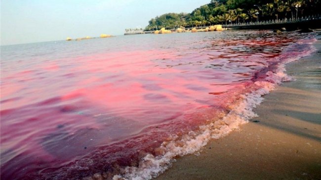 Российские ученые предупреждают о стремительном распространении в водах Мирового океана токсичных красных водорослей (2 фото) - «Катаклизмы»