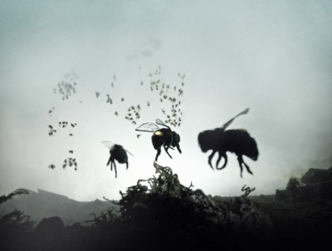 Вымирание медоносных пчёл — апокалипсис близок, как никогда раньше (7 фото) - «Катаклизмы»