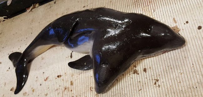 В Нидерландах рыбаки обнаружили в сетях двухголового дельфина (3 фото) - «Загадочные Сооружения»