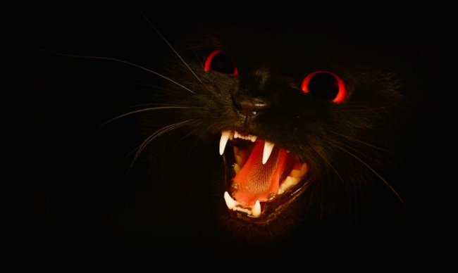 Демонический кот Белого дома (2 фото) - «Мистика»