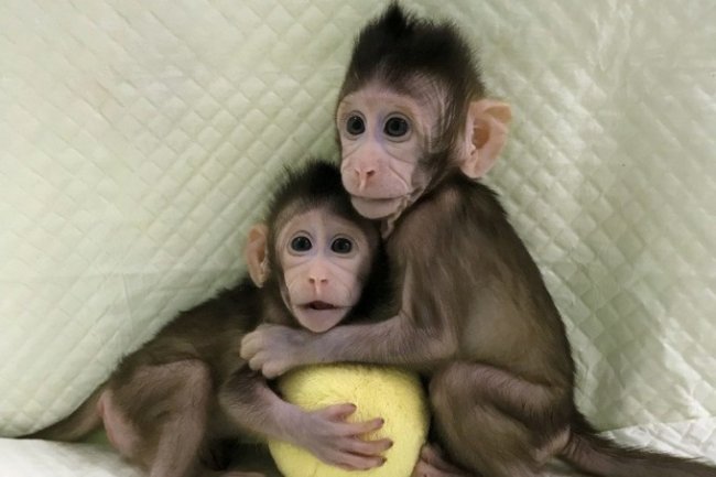 Китайские учёные впервые клонировали обезьян по методике овечки Долли - «Клонирование»