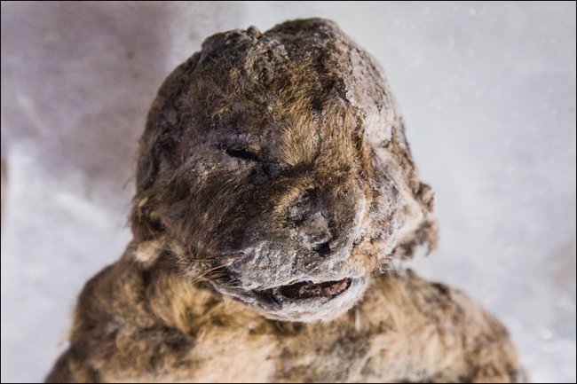 Ученые из Якутии решили клонировать пещерных львов (5 фото) - «Клонирование»