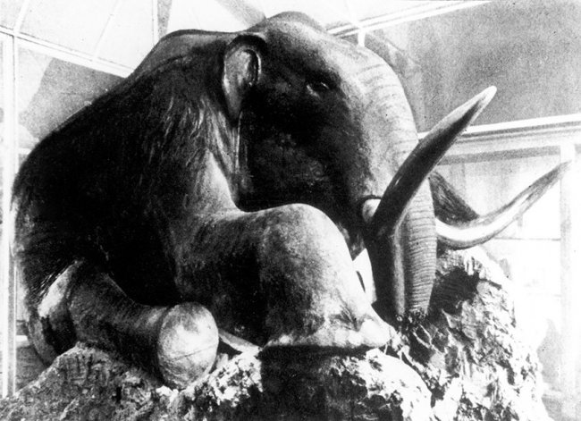 В Якутии ученые заявили о возможности клонирования мамонта (2 фото) - «Клонирование»