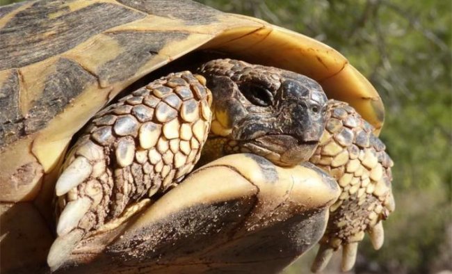 Черепахи на грани бессмертия, как долго они живут (10 фото) - «Планета Земля»