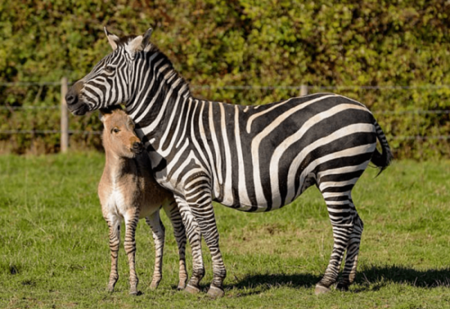 Этот необычный жеребёнок — плод любви зебры и осла, и его окрас по-настоящему уникален (5 фото + 1 видео) - «Планета Земля»