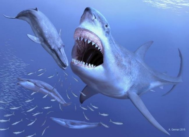 Гигантская акула мегалодон сеяла ужас в мировом океане (6 фото) - «Планета Земля»