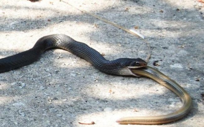 10 глупых мифов о змеях (10 фото) - «Планета Земля»