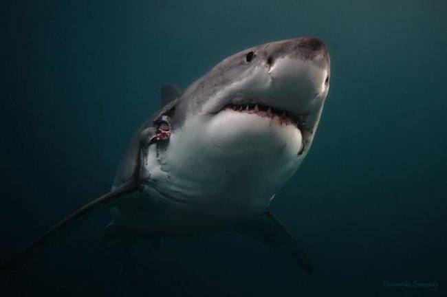 Большая белая акула (33 фото) - «Планета Земля»