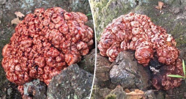 В Дании женщина обнаружила у подножья дерева нечто, похожее на «кровоточащий мозг» (5 фото) - «Планета Земля»