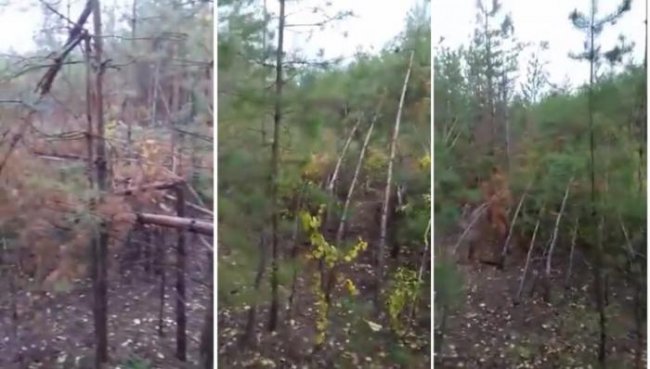 В лесах Самарской области грибники наткнулись на аномальное место (4 фото + видео) - «Аномальные зоны»