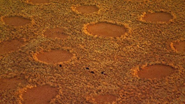 Ученые уверены, что близки к разгадке тайны «ведьминых кругов» в пустыне Намиб (3 фото) - «Аномальные зоны»