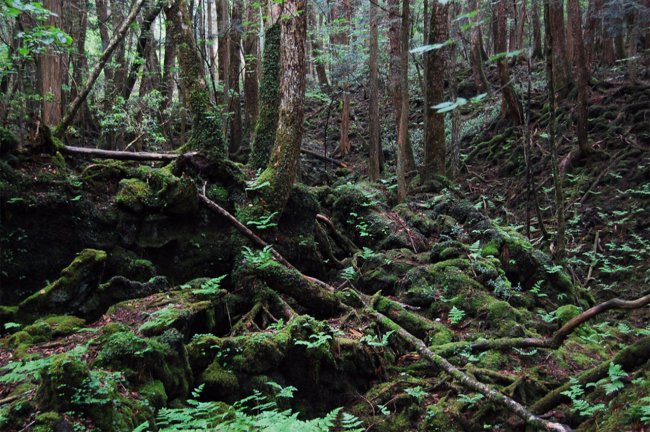Аокигахара — лес самоубийц - «Гиблые зоны»
