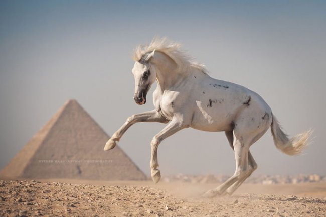 Шокирующая реальность: жизнь лошадей и верблюдов в Египте (16 фото) - «Египет»