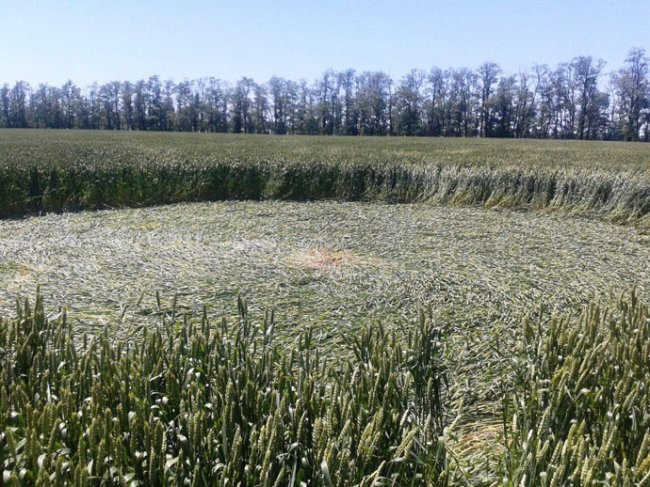 На полях Адыгее появились классические «круги на полях» (4 фото) - «Круги на полях»