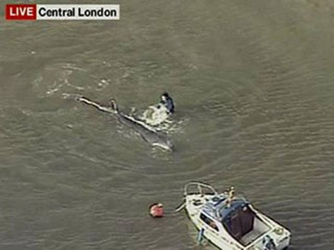 По Темзе плыло какое-то огромное существо и его засняли на видео (5 фото + видео) - «Загадочные Сооружения»