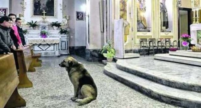 Пес ежедневно приходит в храм после смерти хозяйки (2 фото) - «Жизнь после смерти»