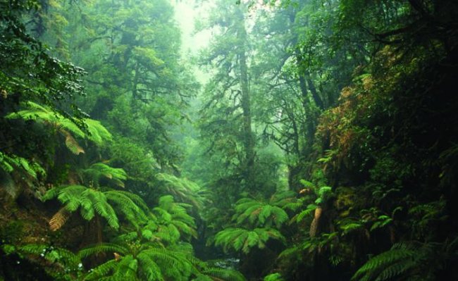 Самые древние леса планеты (8 фото) - «Планета Земля»