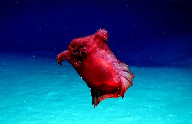 В водах Антарктики впервые засняли странного красного моллюска - «Планета Земля»