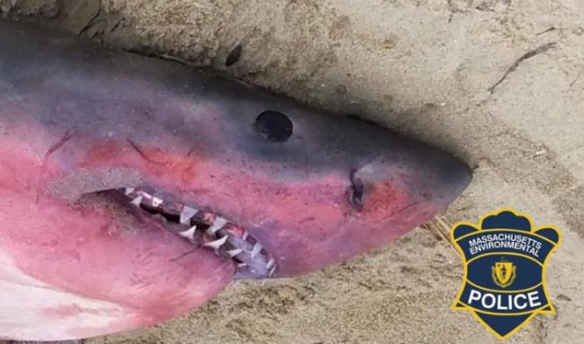 В США на берег выбросило покрасневшую акулу и биологи не понимают, что с ней случилось (3 фото) - «Планета Земля»
