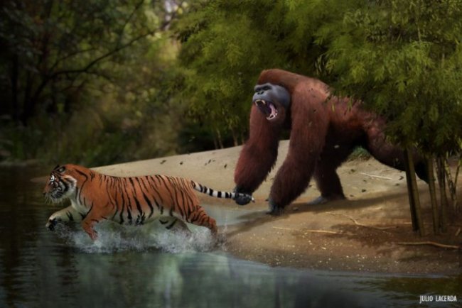 Гигантопитек: обезьяна-монстр далекого прошлого (2 фото + видео) - «Планета Земля»