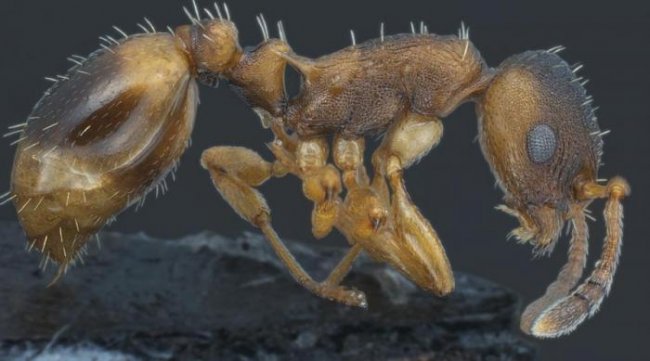 10 самых странных муравьев в мире (10 фото) - «Планета Земля»