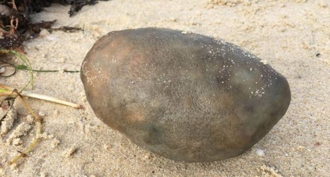 На берег Перта выбросило странный серый комок и эксперты пока не знают, что это такое ( 2 фото) - «Планета Земля»