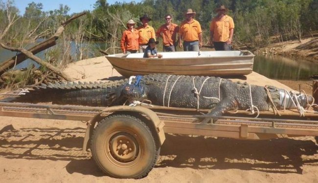 После десятилетия охоты в Австралии поймали легендарного крокодила - «Планета Земля»