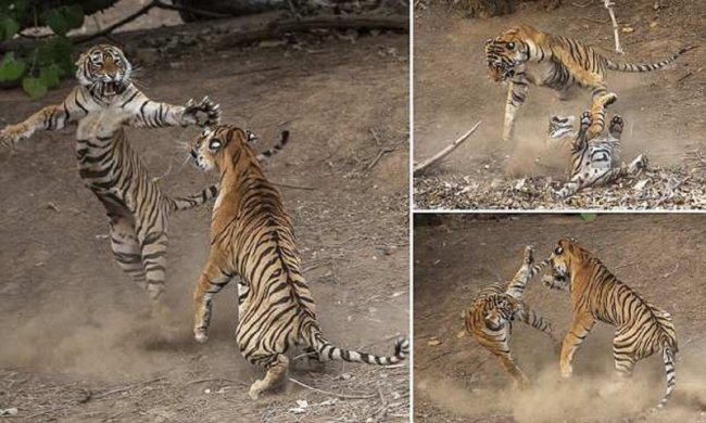 Танец-бой: невероятные фотографии схватки индийских тигров (10 фото) - «Планета Земля»