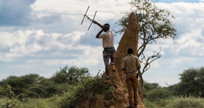 Почему в Африке леопардов ищут с помощью антенн (9 фото) - «Планета Земля»