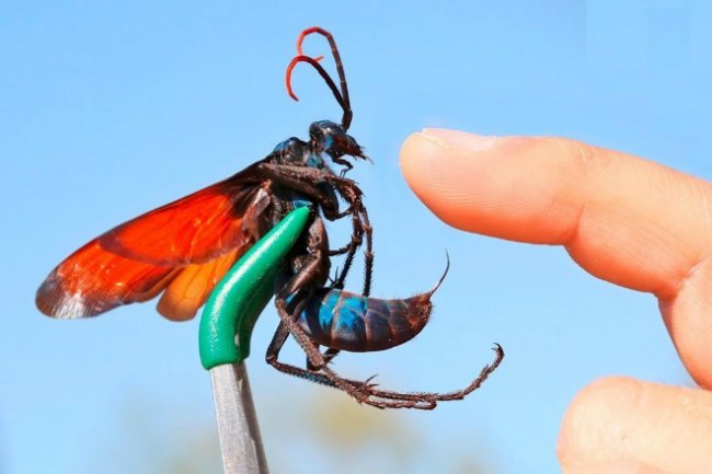 5 самых опасных насекомых России (2 фото + видео) - «Планета Земля»