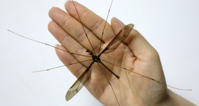 Самый большой в мире комар обнаружен в Китае (3 фото) - «Планета Земля»