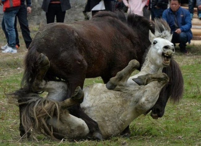 Неоправданная жестокость: лошадиные бои (15 фото) - «Планета Земля»