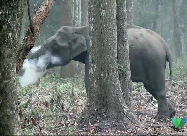 Загадка курящего слона - «Планета Земля»