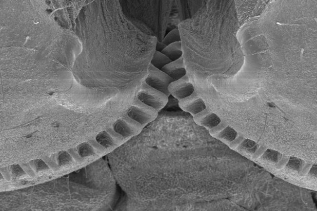 Механические шестеренки, которые считали возможными лишь как порождение человеческого разума, были найдены у насекомых (3 фото) - «Планета Земля»