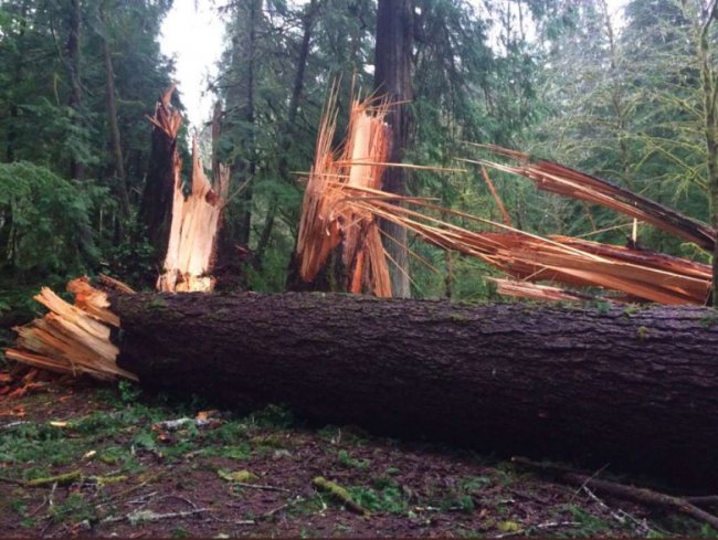 В штате Вашингтон загадочная сила повалила свыше ста крепких деревьев в парке (2 фото) - «Планета Земля»