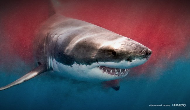 Пути акульи неисповедимы. Следим за большой белой акулой не вставая с дивана (6 фото + 2 видео) - «Планета Земля»