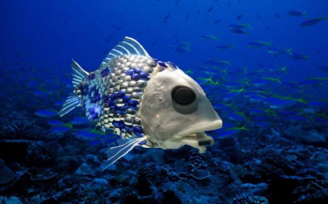 В океане практически нет старой рыбы. Ученые считают, что это очень плохо (5 фото) - «Планета Земля»