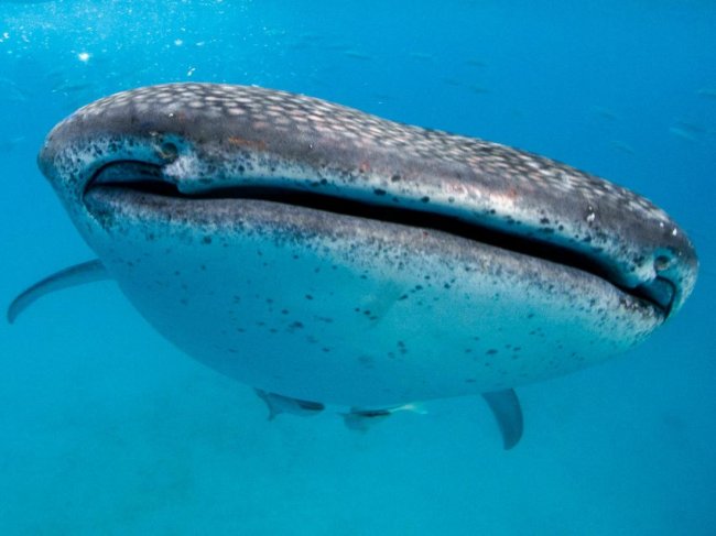 10 акул с причудливой внешностью, которые существуют на самом деле (11 фото) - «Планета Земля»