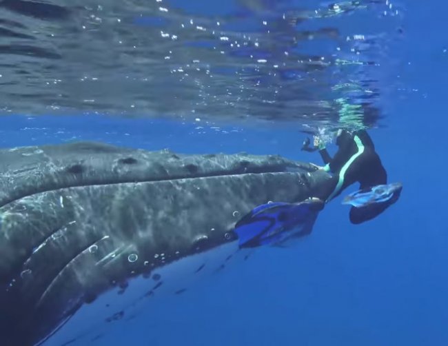 Акула бросилась на дайвера, но хищник не ожидал появления кита-спасителя! То, что произошло дальше, поразит вас до глубины души! (3 фото + видео) - «Планета Земля»