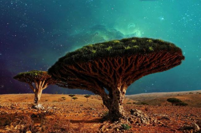 Деревья, в существование которых сложно поверить (21 фото) - «Планета Земля»
