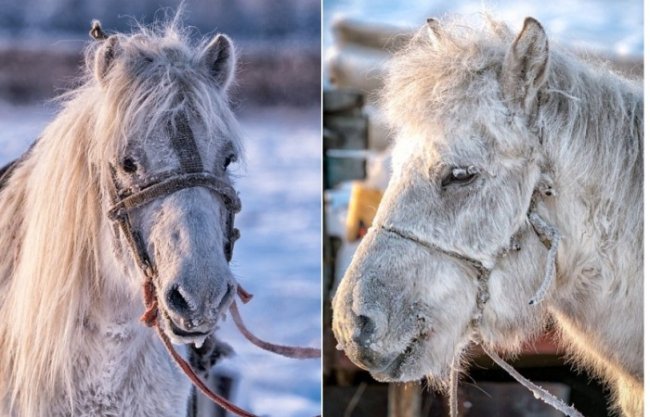 Якутские лошади — уникальные животные, которые могут выжить при температуре -60 С градусов (13 фото) - «Планета Земля»
